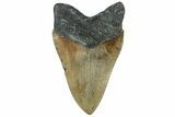Serrated, Fossil Megalodon Tooth - North Carolina #319896-2